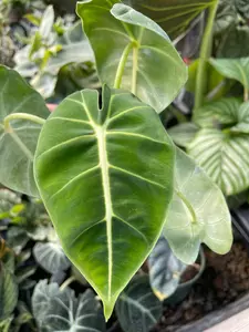 Alocasia Frydrek 4" - image 2