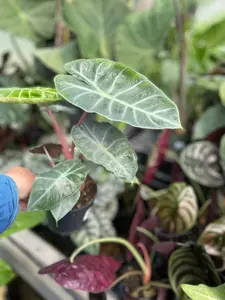 Alocasia Grey Dragon - image 4