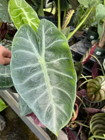 Alocasia Grey Dragon - image 2