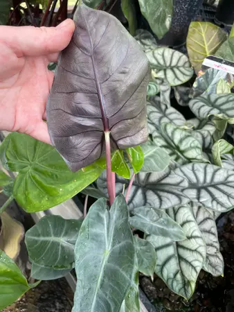 Alocasia Grey Dragon - image 3