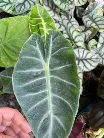 Alocasia Grey Dragon - image 4