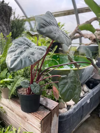 Alocasia Plumbea Nigrea 17cm - image 1