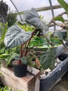 Alocasia Plumbea Nigrea 17cm - image 3