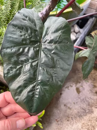 Alocasia Plumbea Nigrea 17cm - image 2