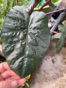 Alocasia Plumbea Nigrea 17cm - image 2