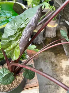 Alocasia Plumbea Nigrea 17cm - image 3