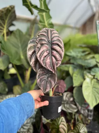 Alocasia Red Secret 5" - image 1