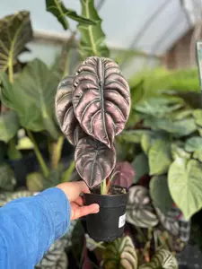 Alocasia Red Secret 5" - image 3