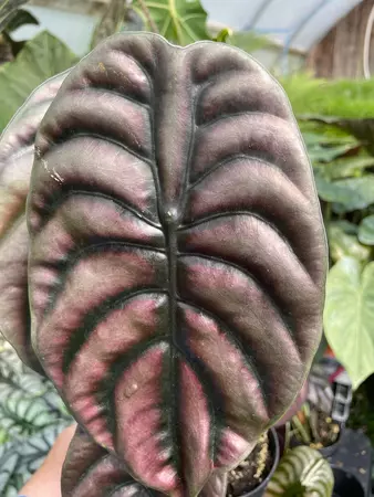 Alocasia Red Secret 5" - image 2
