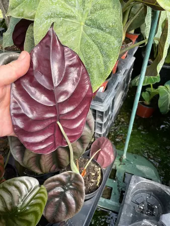 Alocasia Red Secret 5" - image 3