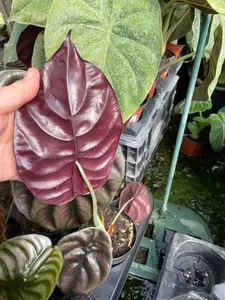 Alocasia Red Secret 5" - image 3