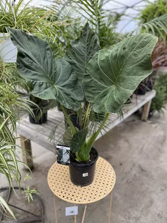 Alocasia Regal Shield 21cm - image 1