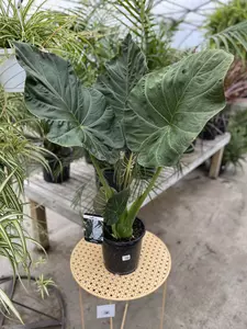 Alocasia Regal Shield 21cm - image 3