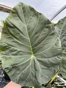 Alocasia Regal Shield 21cm - image 2