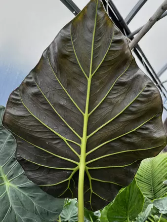 Alocasia Regal Shield 21cm - image 3