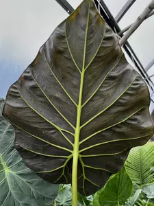 Alocasia Regal Shield 21cm - image 3