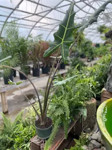Alocasia Sarian 6" - image 3