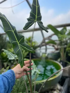 Alocasia Sarian 6" - image 3