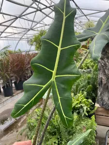 Alocasia Sarian 6" - image 2