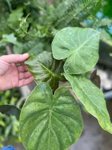 Alocasia Wentii 4" - image 3