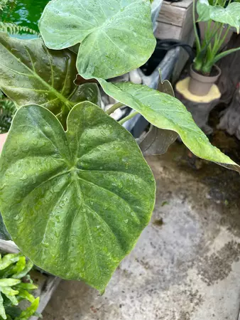 Alocasia Wentii 4" - image 2