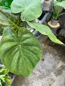Alocasia Wentii 4" - image 2