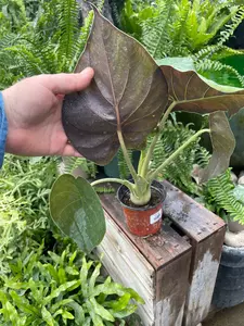 Alocasia Wentii 4" - image 3