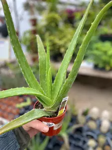 Aloe 4"