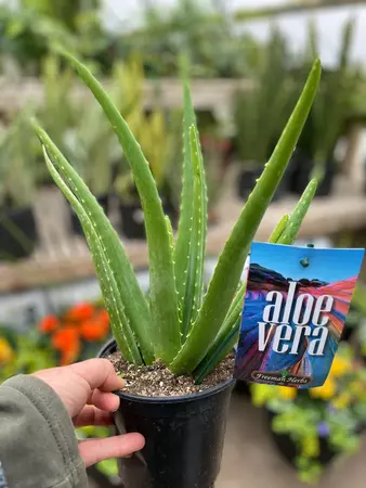 Aloe Vera 6"