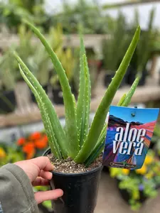 Aloe Vera 6"