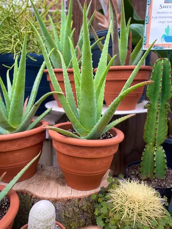 Aloe Vera TC Pot