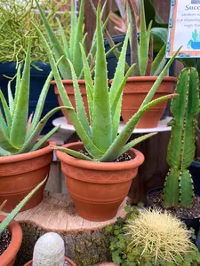 Aloe Vera TC Pot