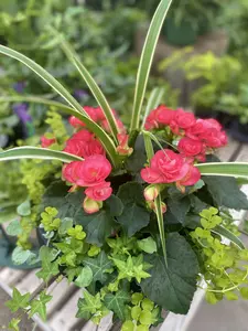 15" Begonia Shade Mix Planter - image 5