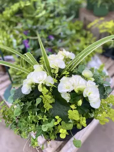 24" Begonia Shade Mix Window Box - image 2