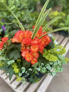 24" Begonia Shade Mix Window Box - image 3