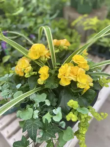 24" Begonia Shade Mix Window Box - image 5
