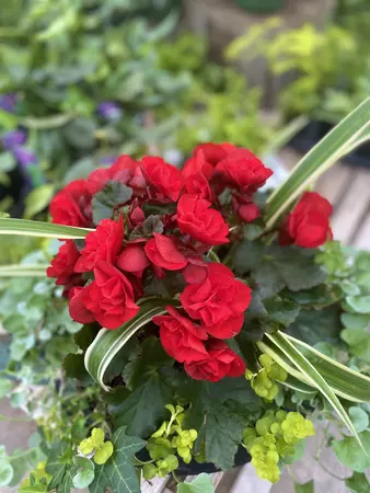 24" Begonia Shade Mix Window Box - image 4