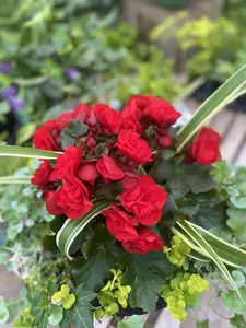 24" Begonia Shade Mix Window Box - image 4