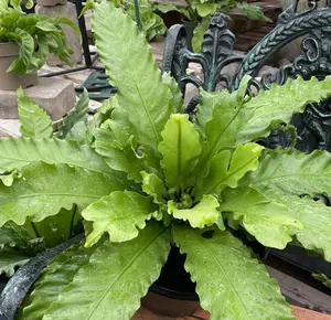 Birds Nest Fern 2 gal