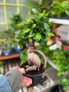 Bonsai Ficus Ginseng 5" - image 2