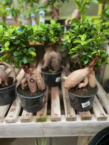 Bonsai Ficus Ginseng 5" - image 2