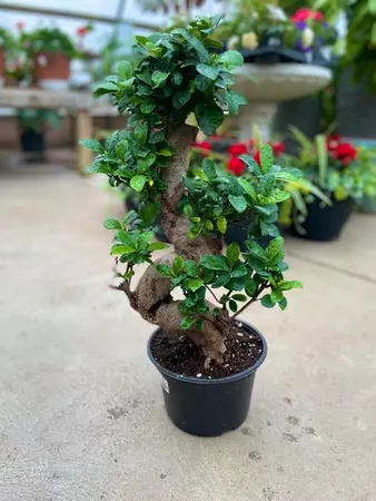 Ficus Bonsai 8" - image 1