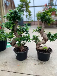 Ficus Bonsai 8" - image 2