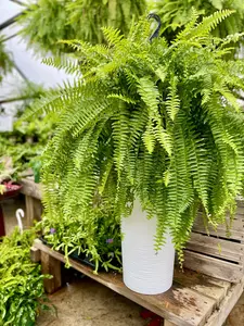 Boston Fern 12"HB - image 3