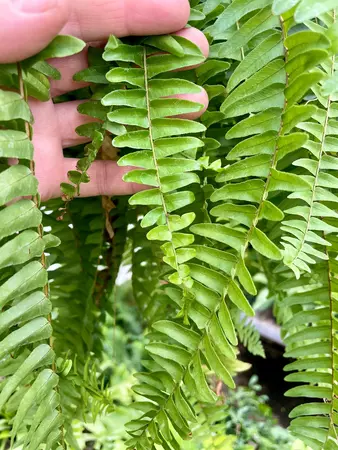 Boston Fern 12"HB - image 2