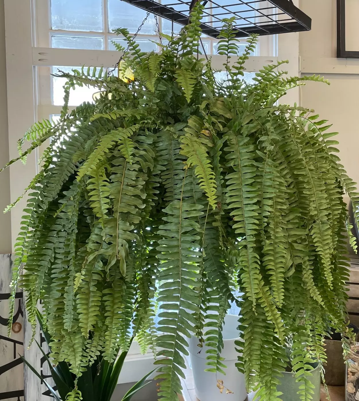 Boston Fern 10" HB - Little Tree Garden Market