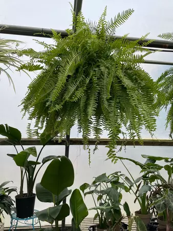 Boston Fern 12"HB - image 1
