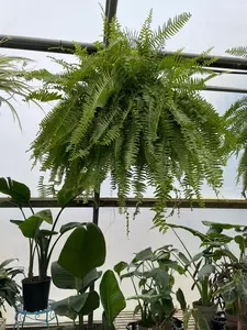 Boston Fern 12"HB - image 3