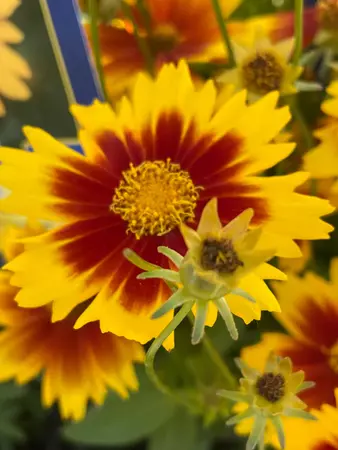 Coreopsis Perennial Assorted - image 1