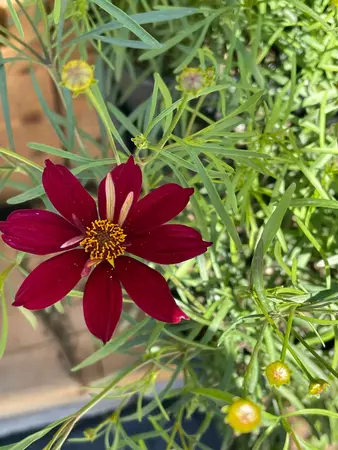 Coreopsis Perennial Assorted - image 2